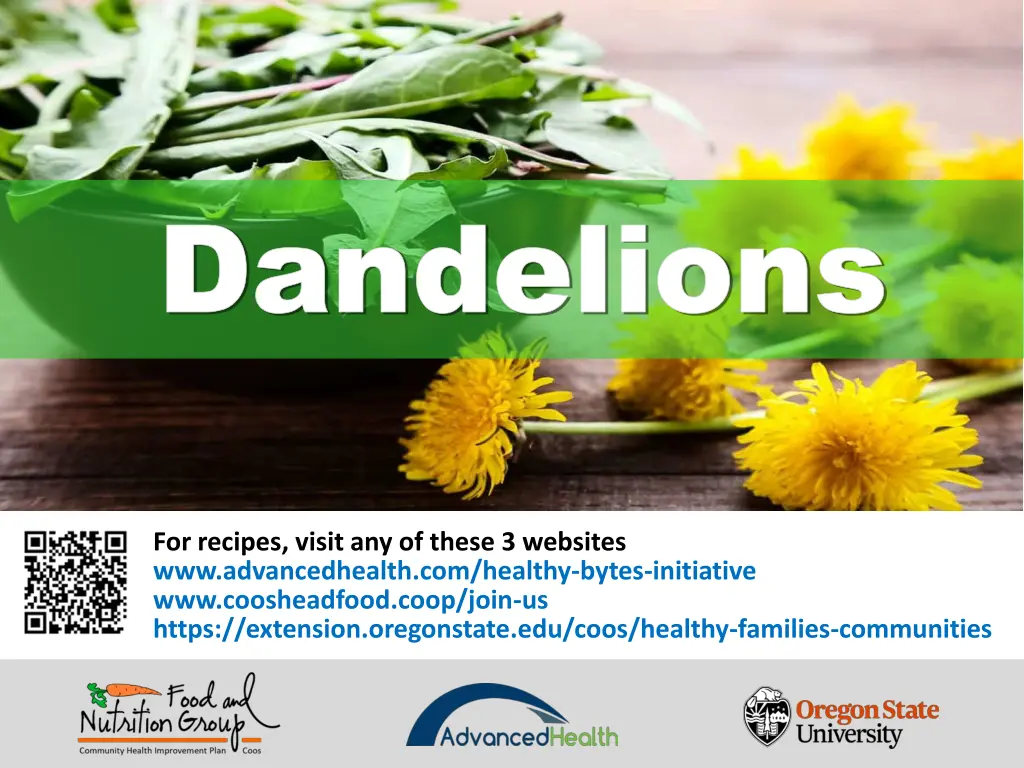 dandelions dandelions 9