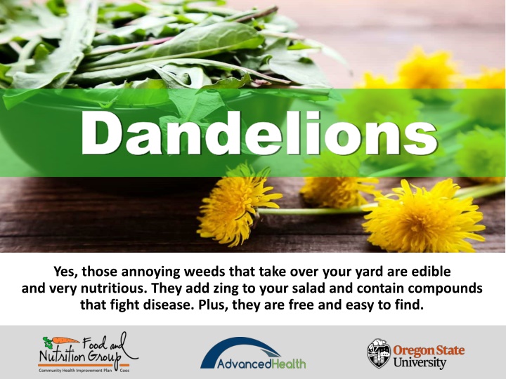 dandelions dandelions