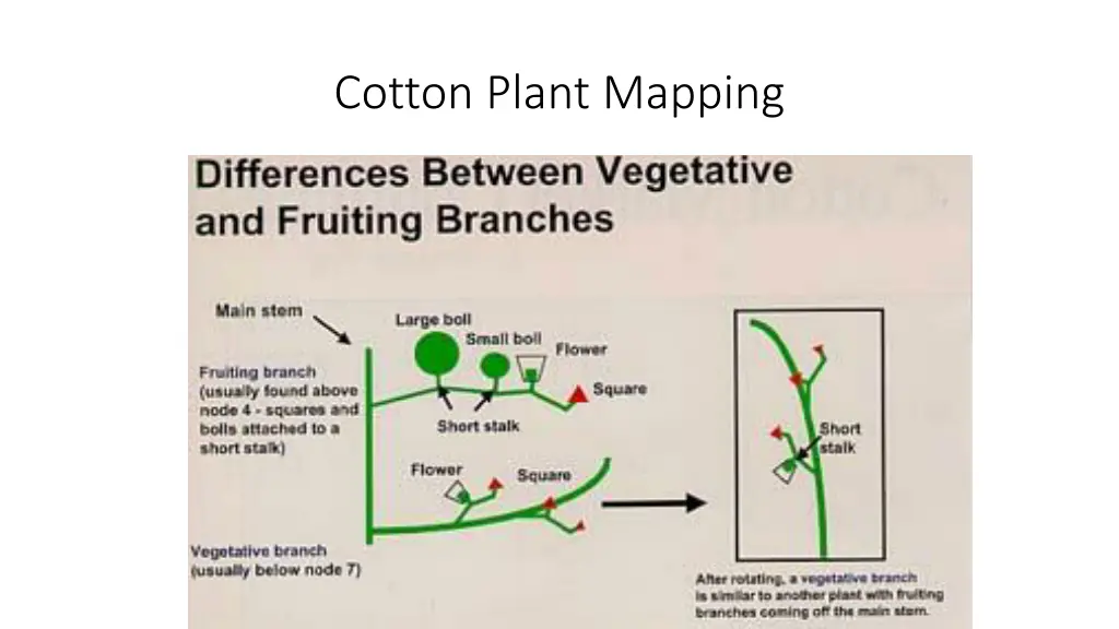 cotton plant mapping 1