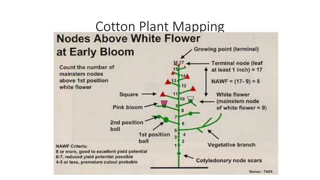 cotton plant mapping 2