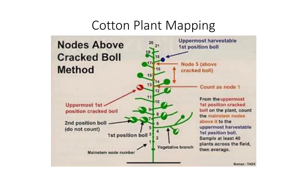cotton plant mapping
