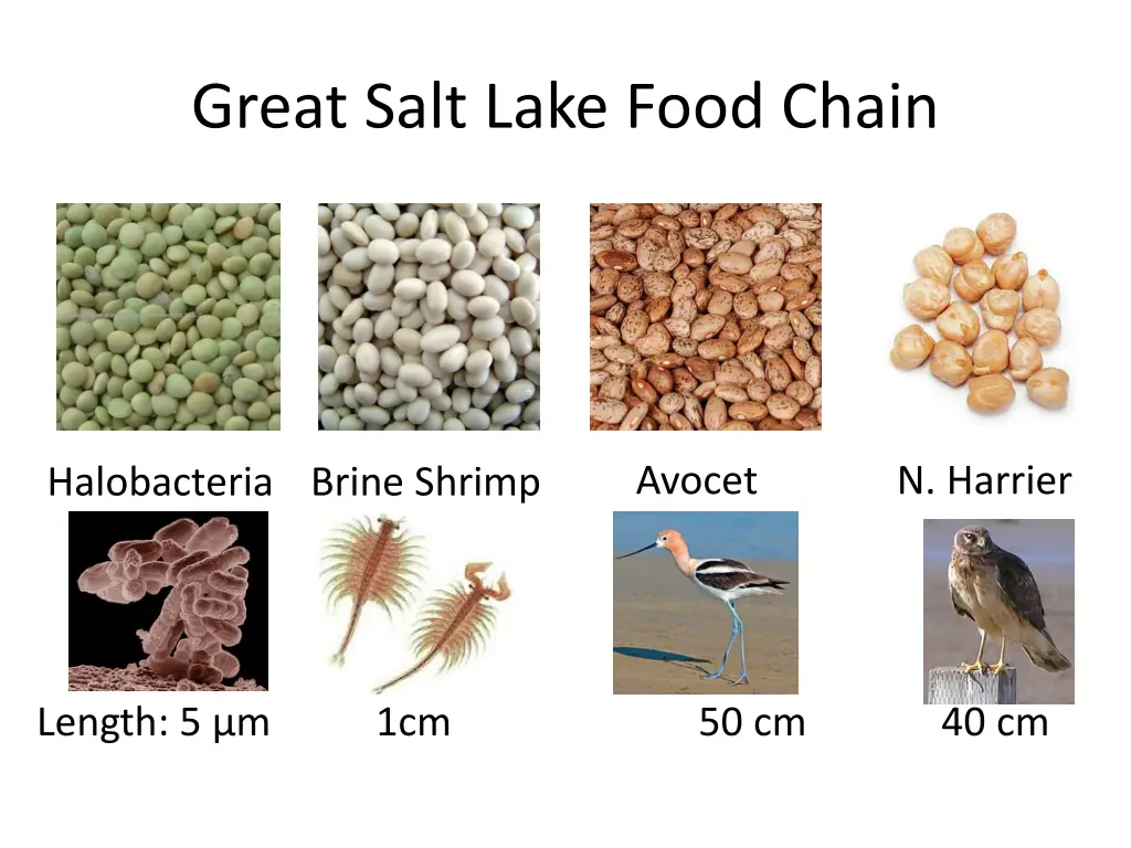 great salt lake food chain