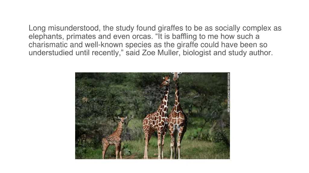long misunderstood the study found giraffes