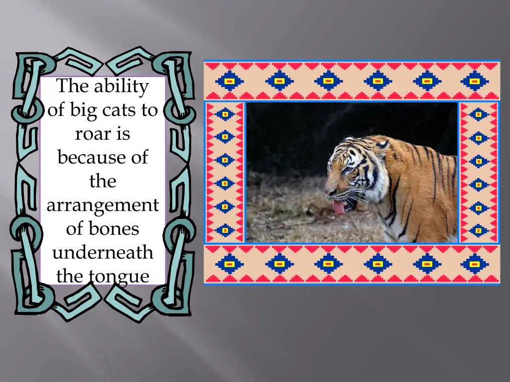the ability of big cats to roar is because
