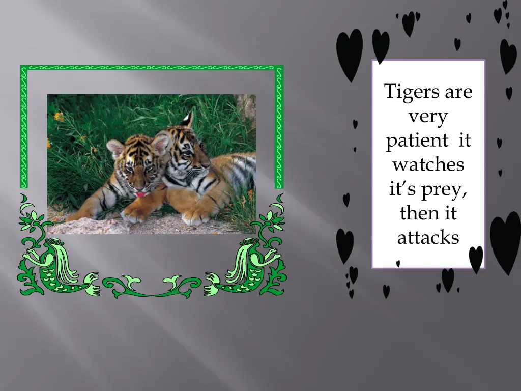 tigers are very patient it watches it s prey then