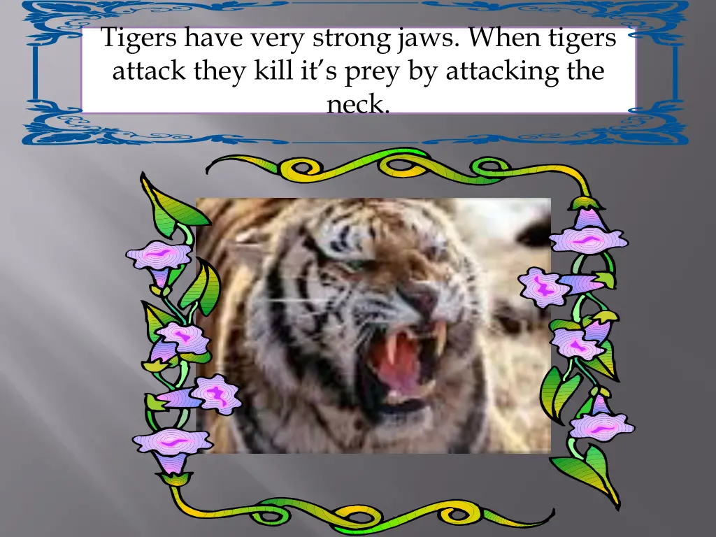 tigers have very strong jaws when tigers attack