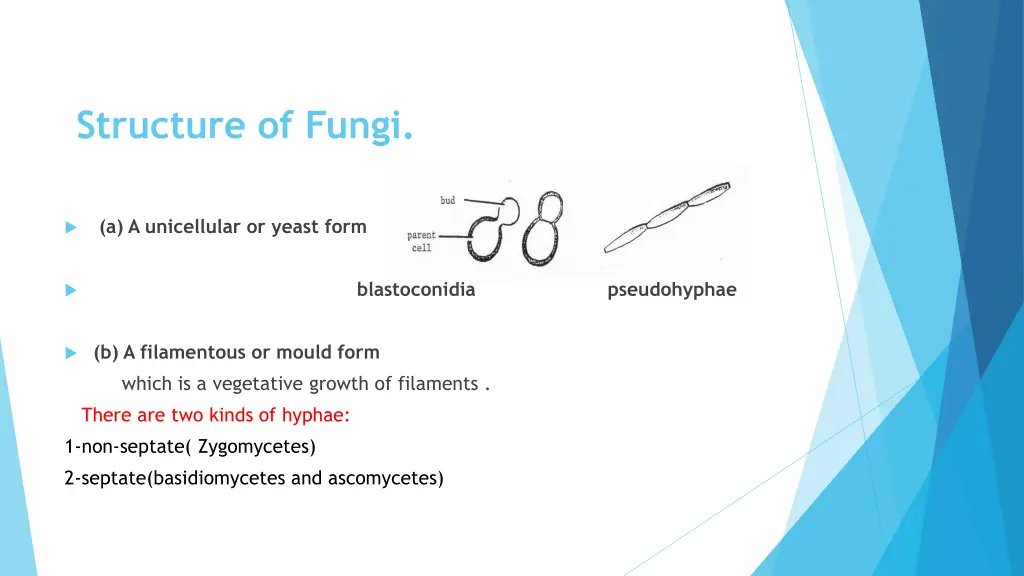 structure of fungi