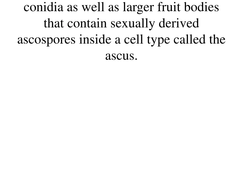 conidia as well as larger fruit bodies that