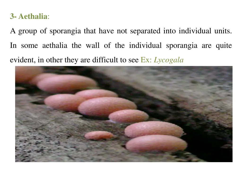 3 aethalia