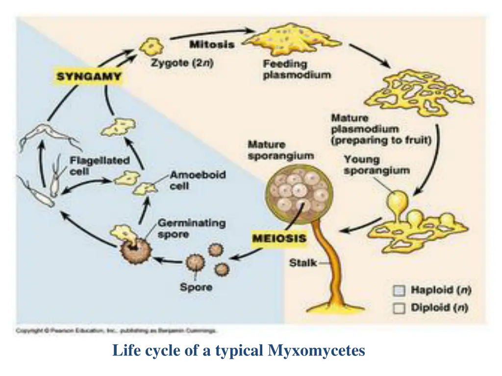 life cycle of a typical myxomycetes