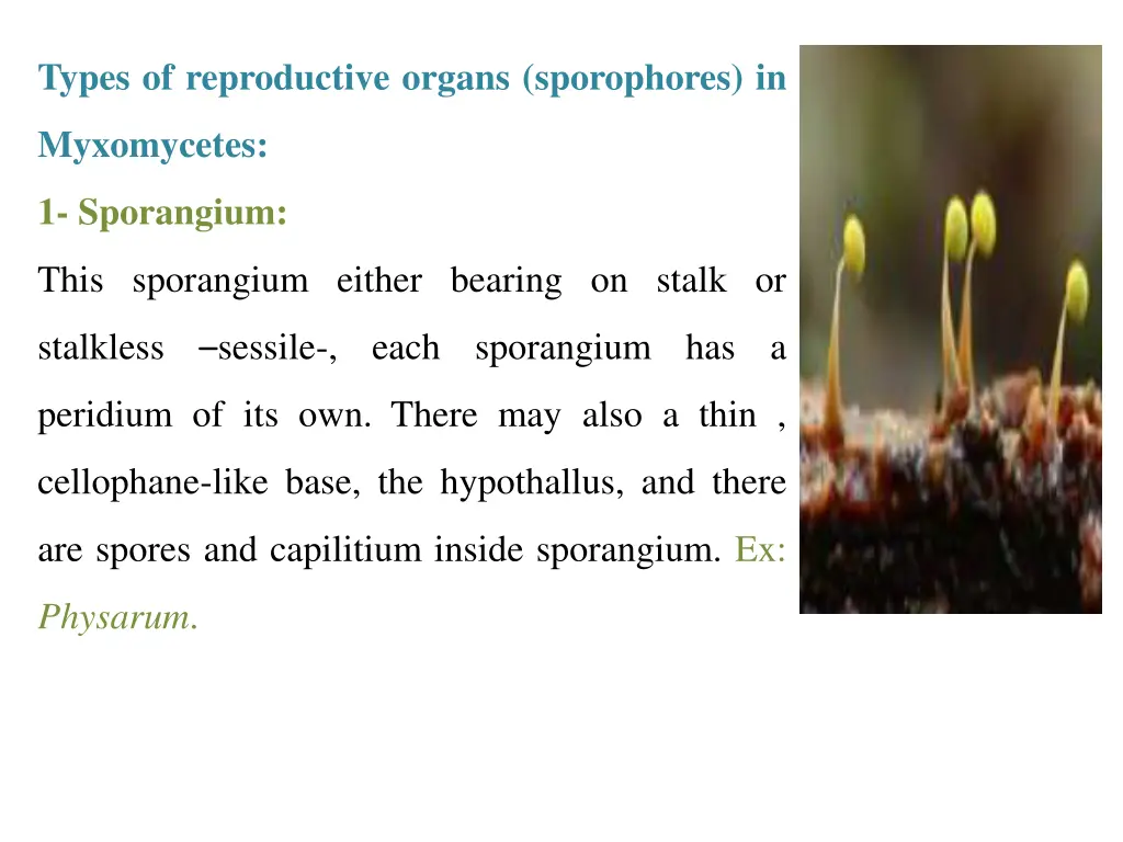types of reproductive organs sporophores in