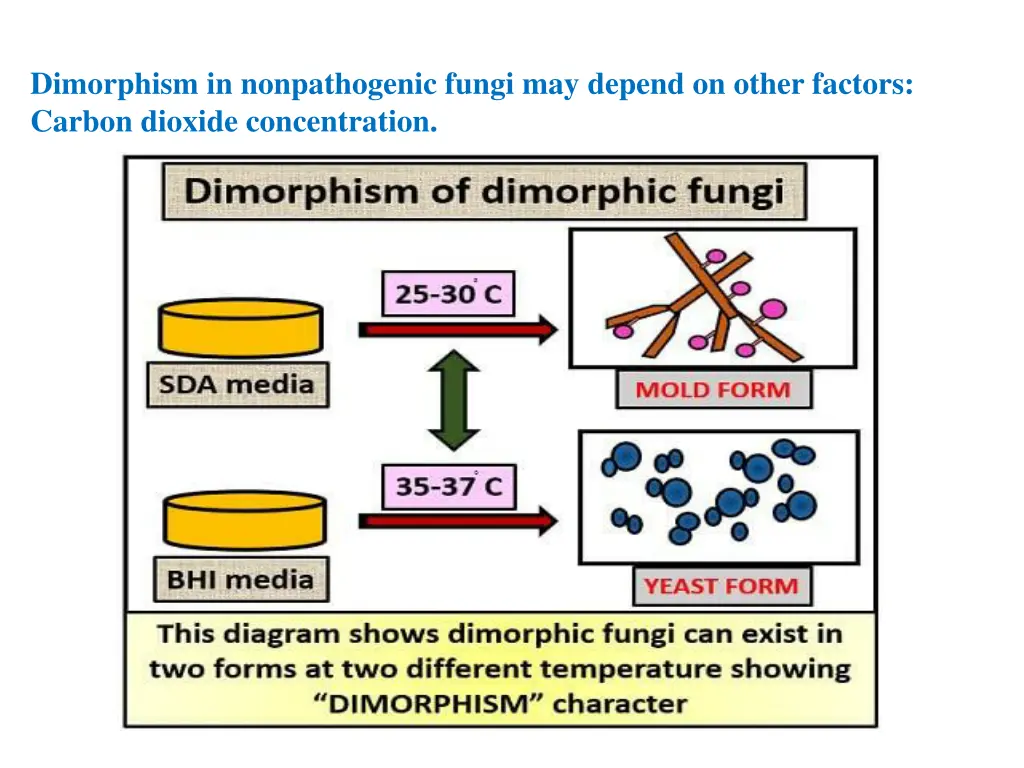 dimorphism in nonpathogenic fungi may depend