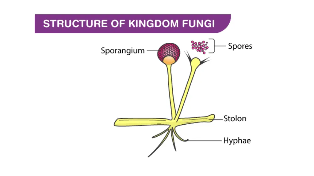 slide7
