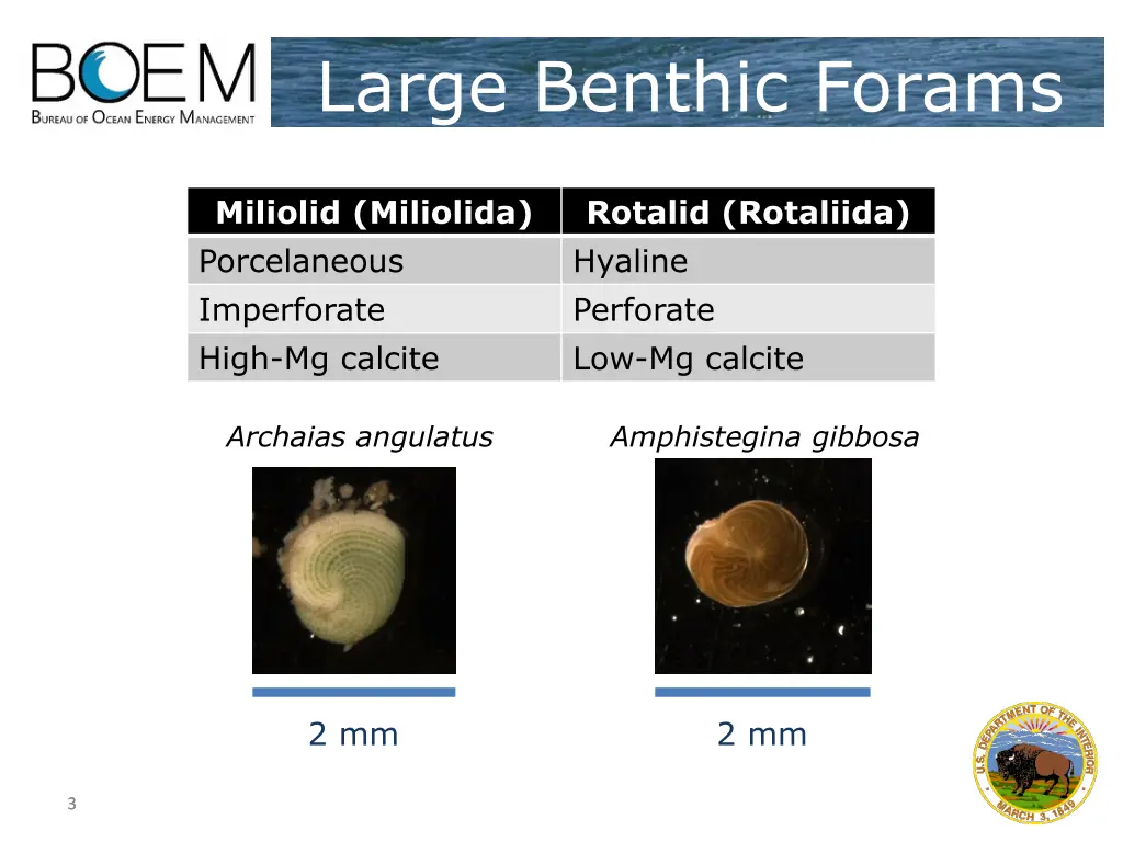 large benthic forams