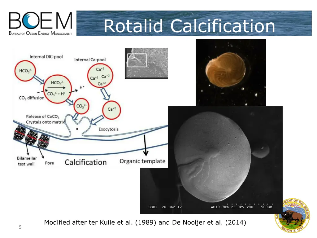 rotalid calcification