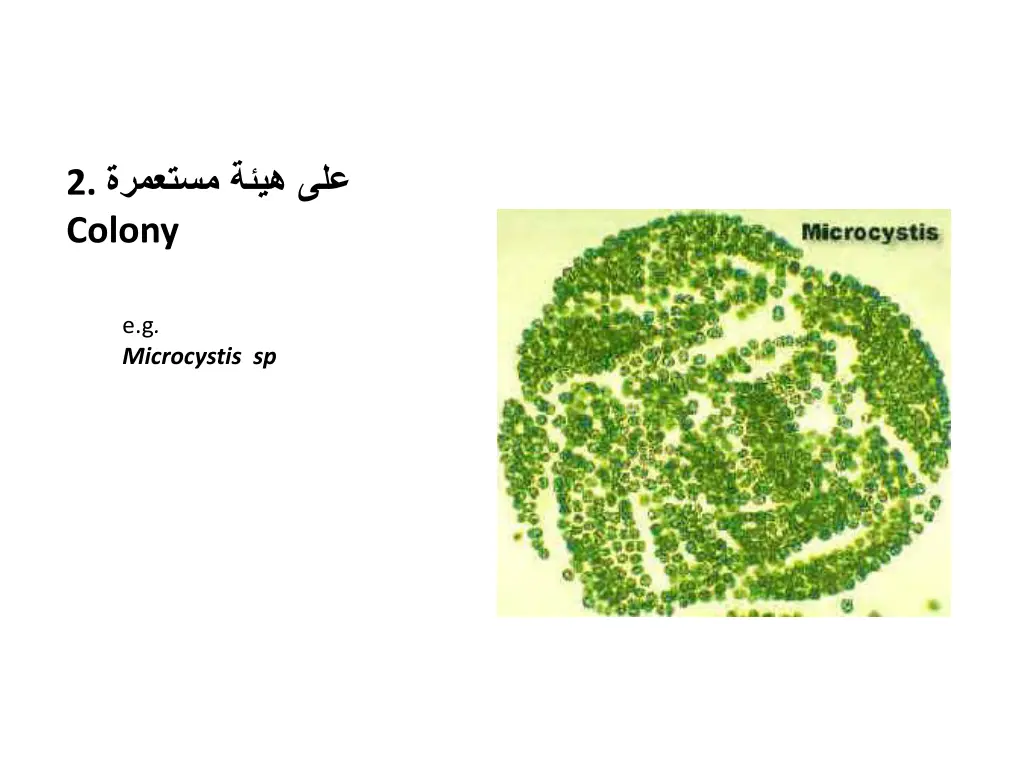2 colony