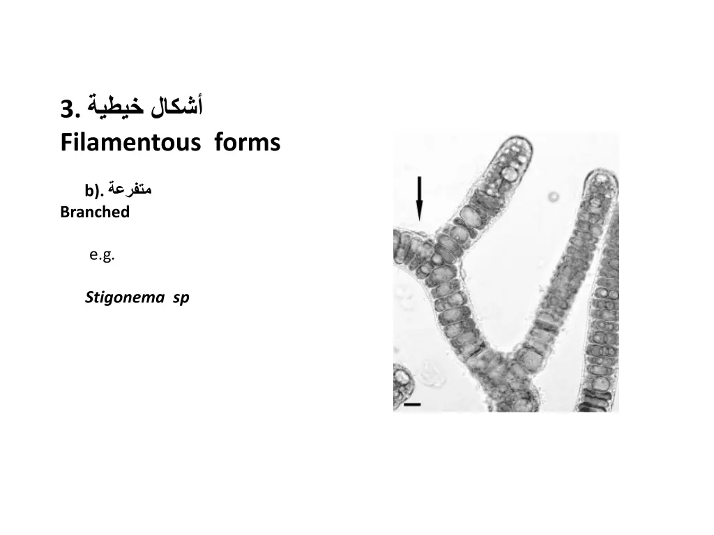 3 filamentous forms 1