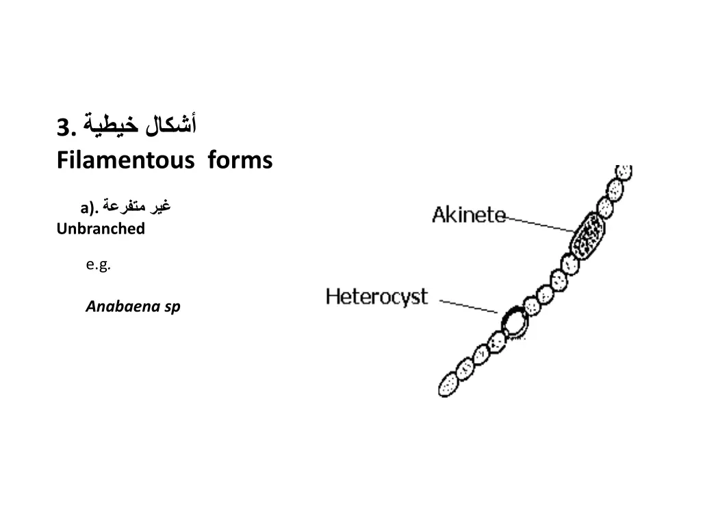 3 filamentous forms