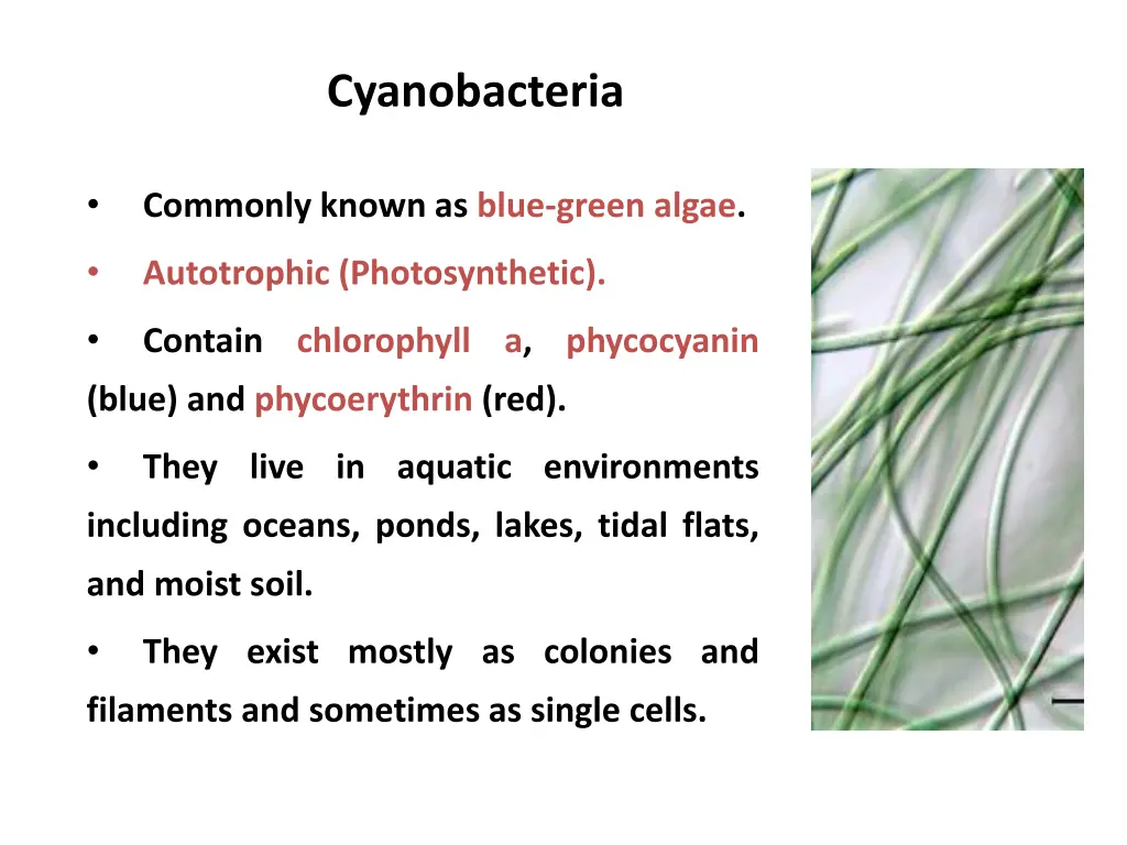cyanobacteria 1
