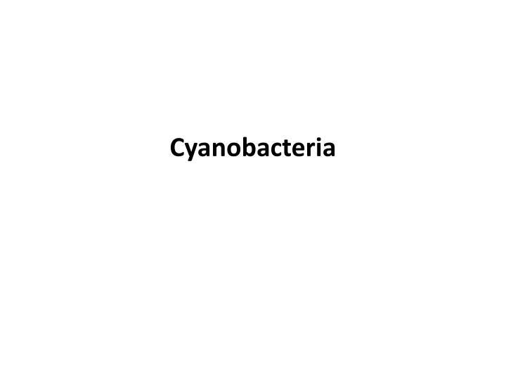 cyanobacteria