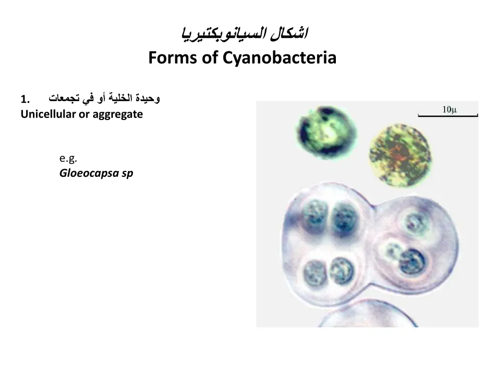 forms of cyanobacteria