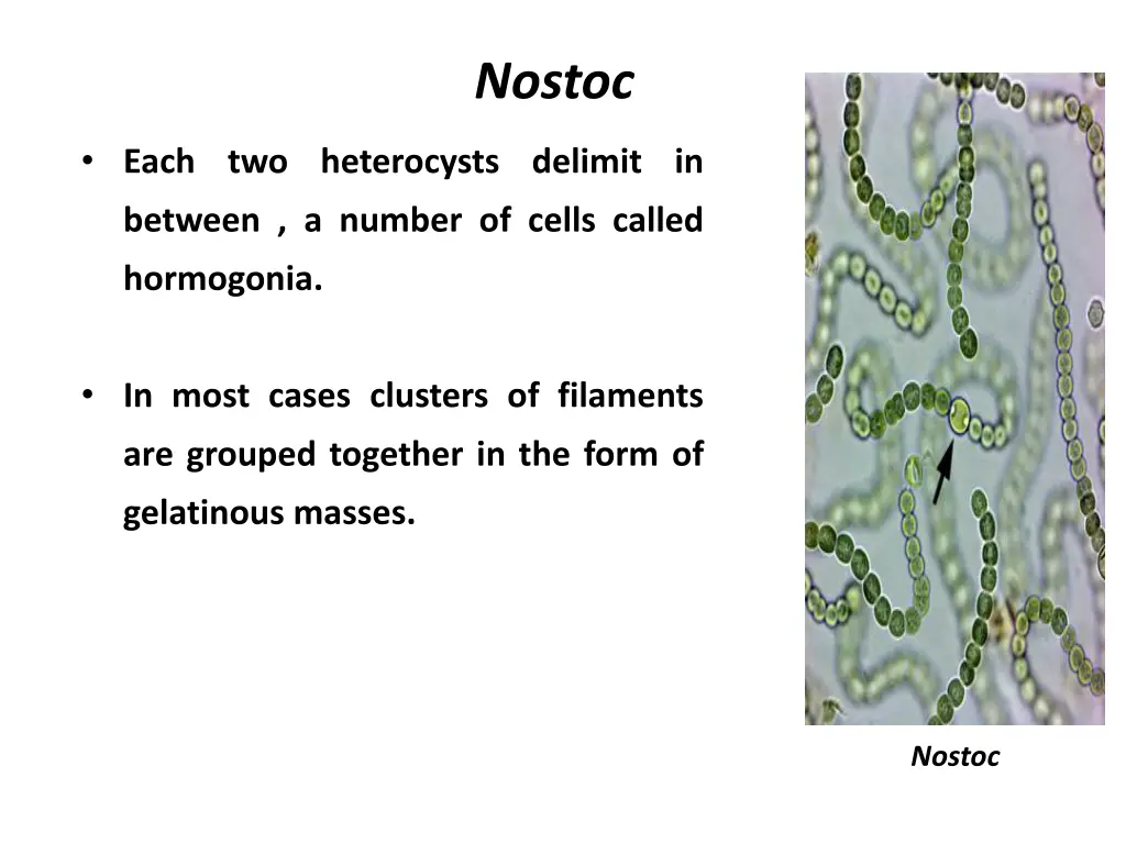 nostoc 1