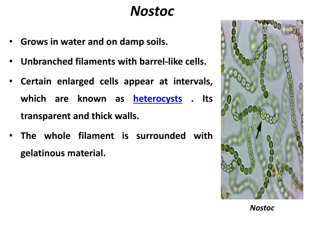 nostoc