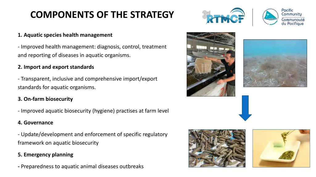 components of the strategy