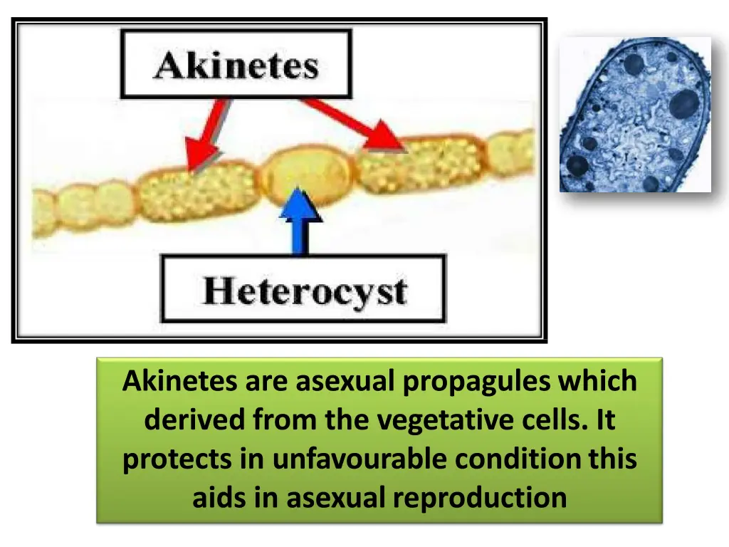 akinetes are asexual propaguleswhich derived from