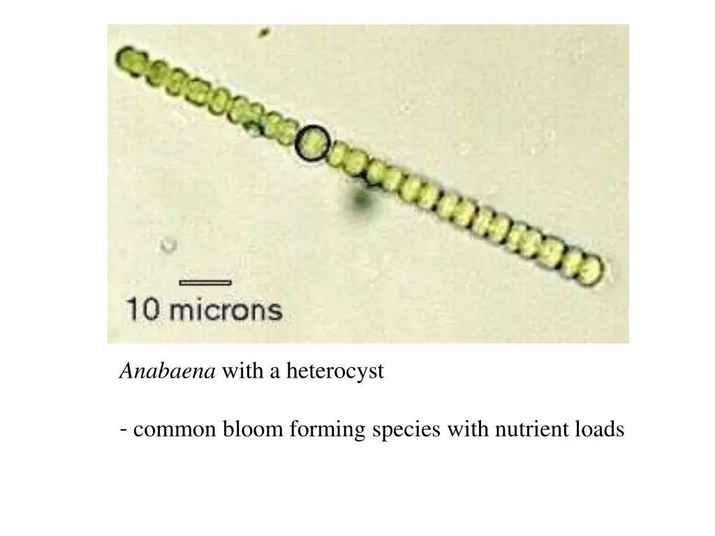 anabaena with a heterocyst