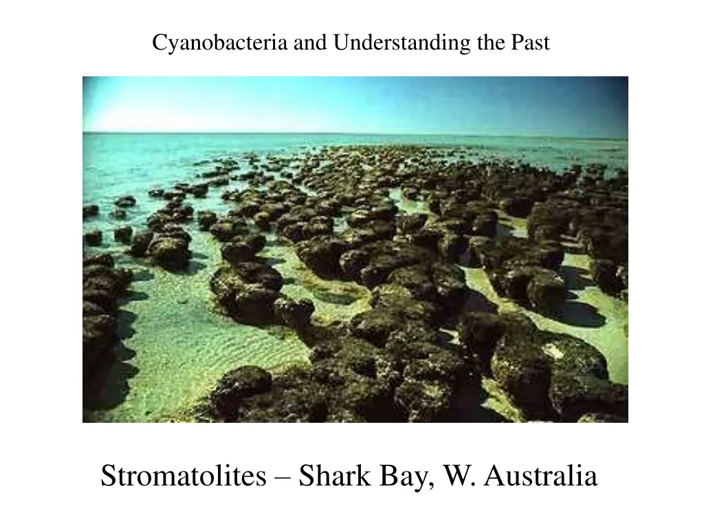 cyanobacteria and understanding the past