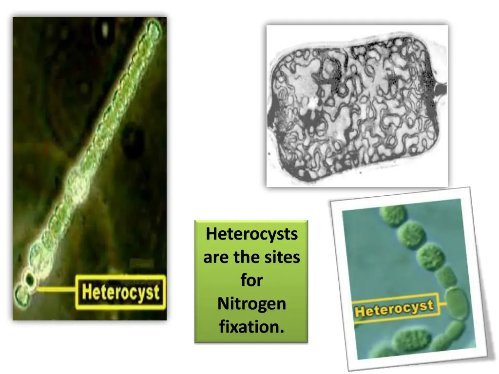 heterocysts are the sites for nitrogen fixation