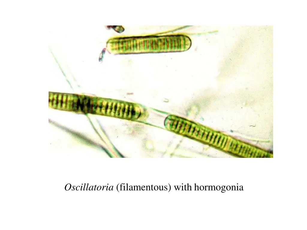 oscillatoria filamentous with hormogonia