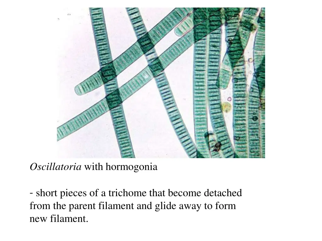 oscillatoria with hormogonia