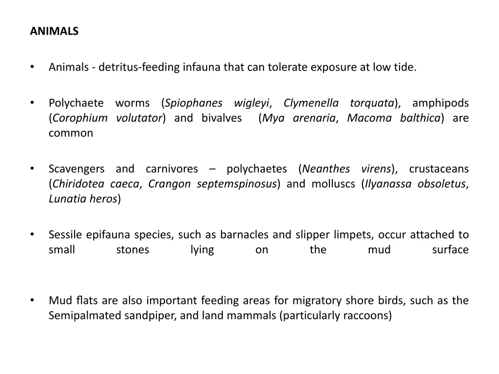animals 1