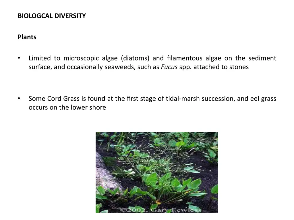biologcal diversity