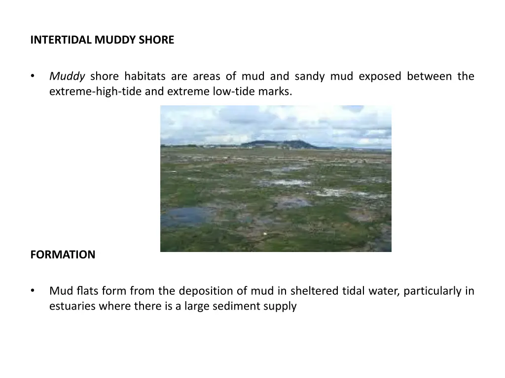 intertidal muddy shore