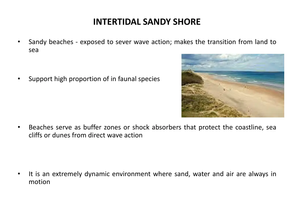 intertidal sandy shore