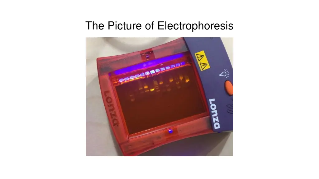 the picture of electrophoresis