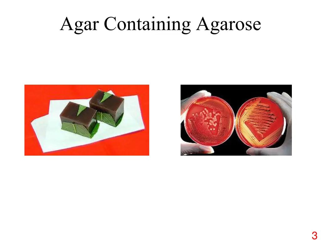agar containing agarose