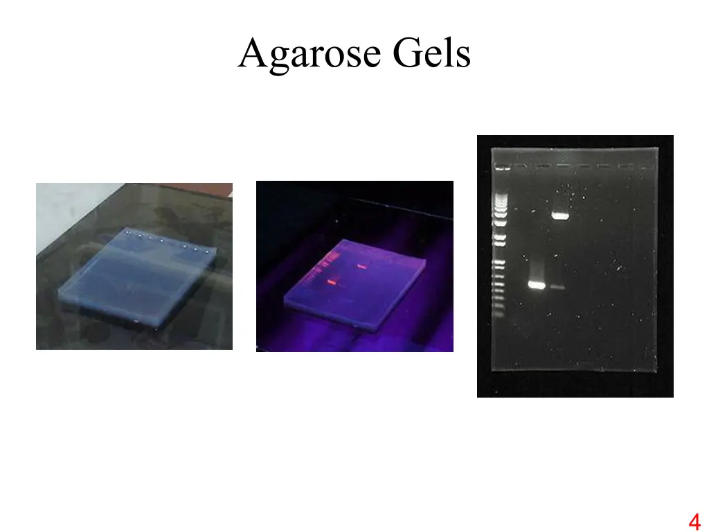 agarose gels
