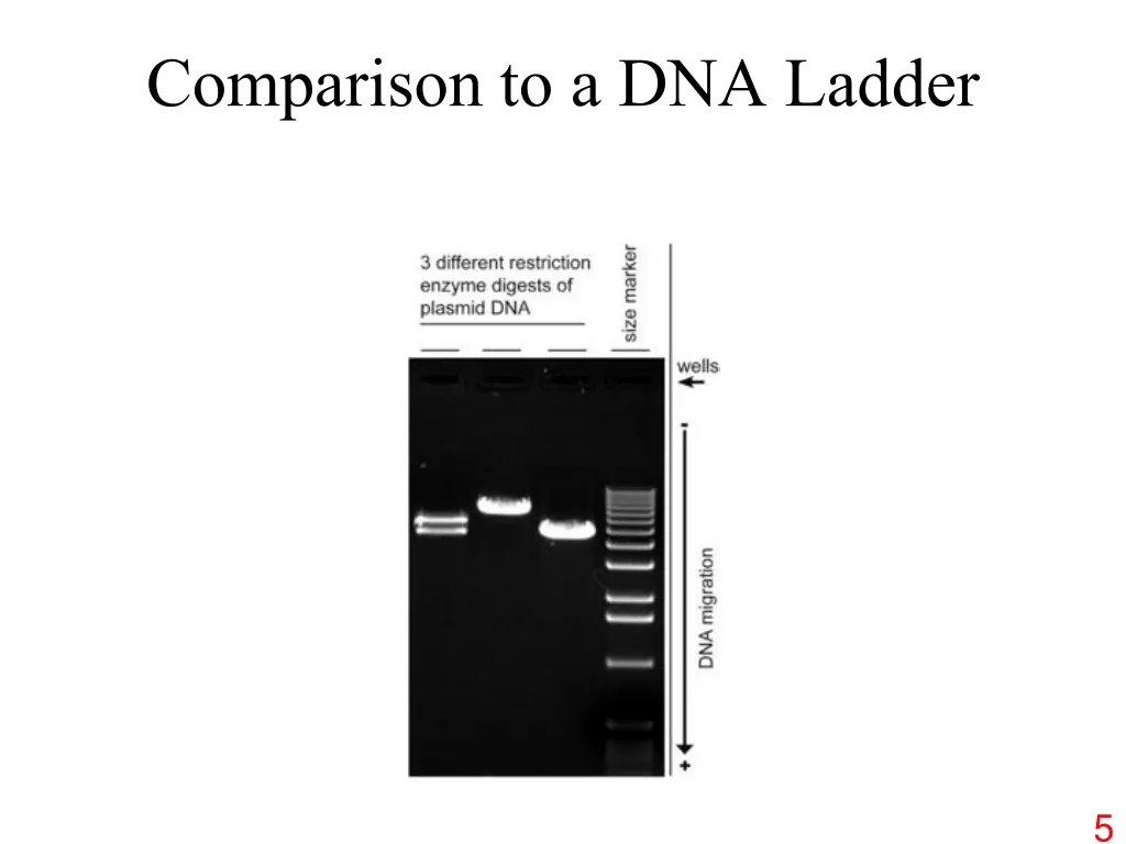 comparison to a dna ladder