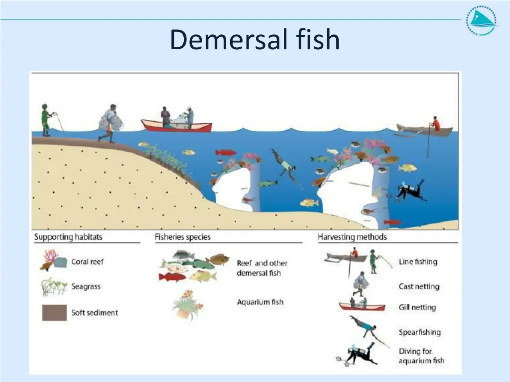 demersal fish