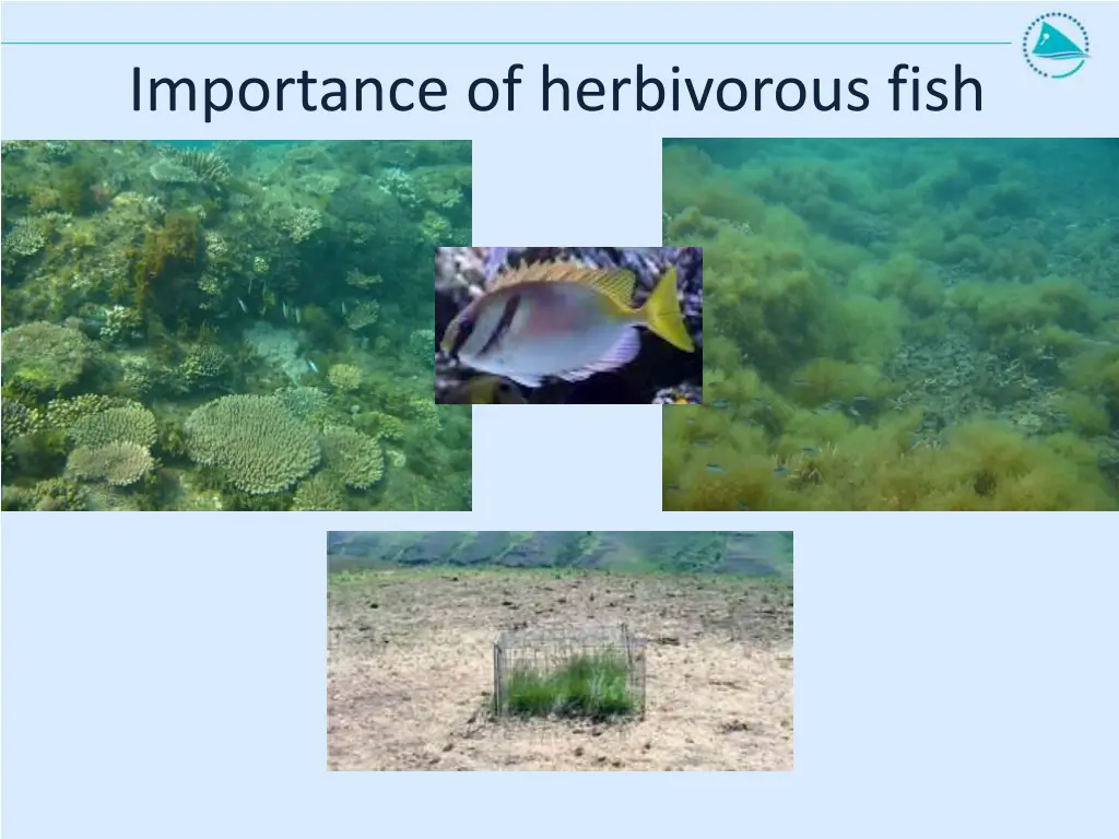 importance of herbivorous fish