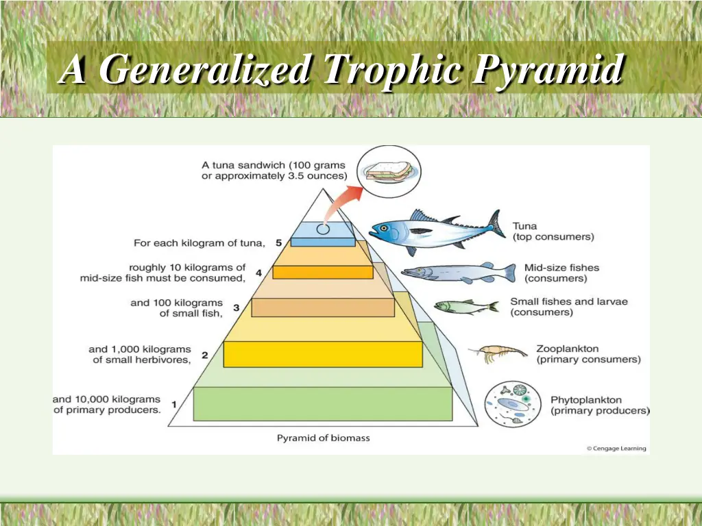 a generalized trophic pyramid