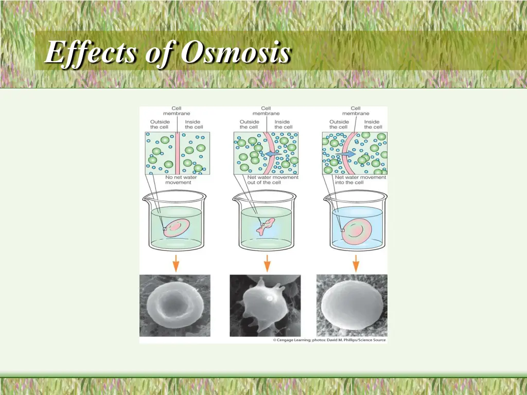effects of osmosis