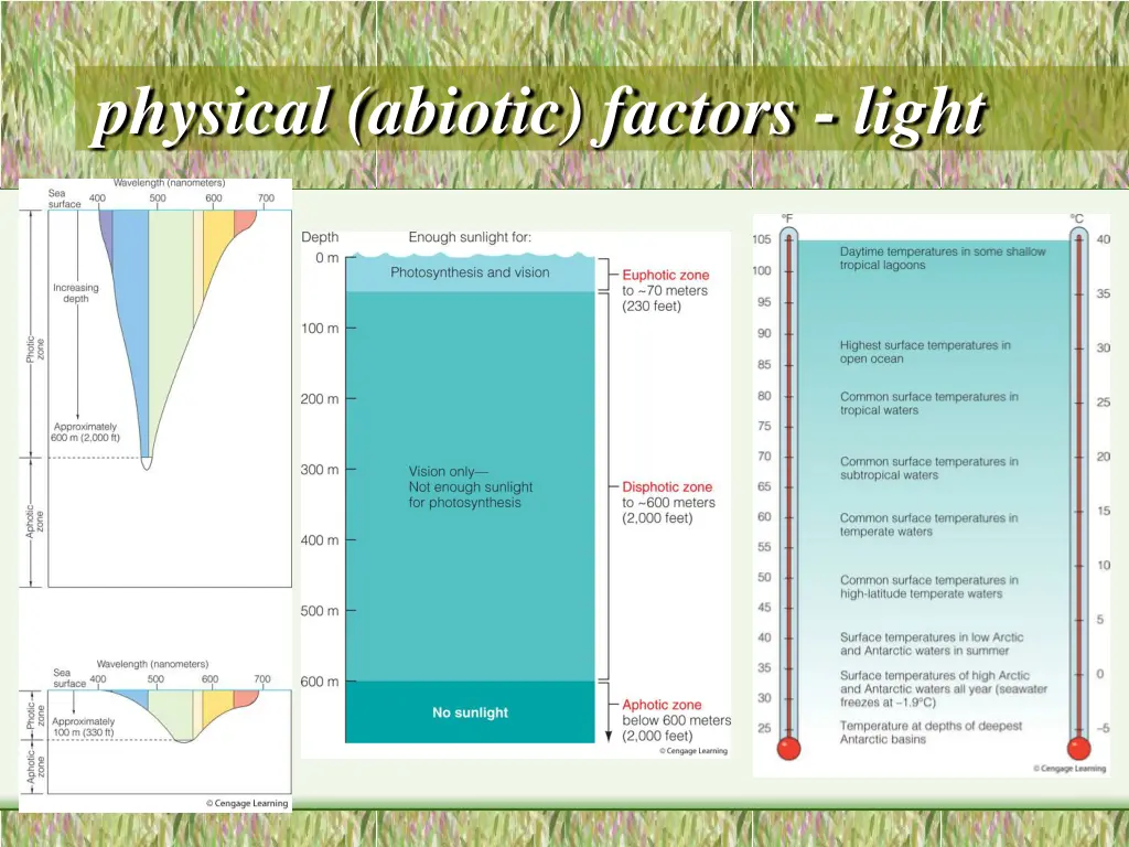 physical abiotic factors light