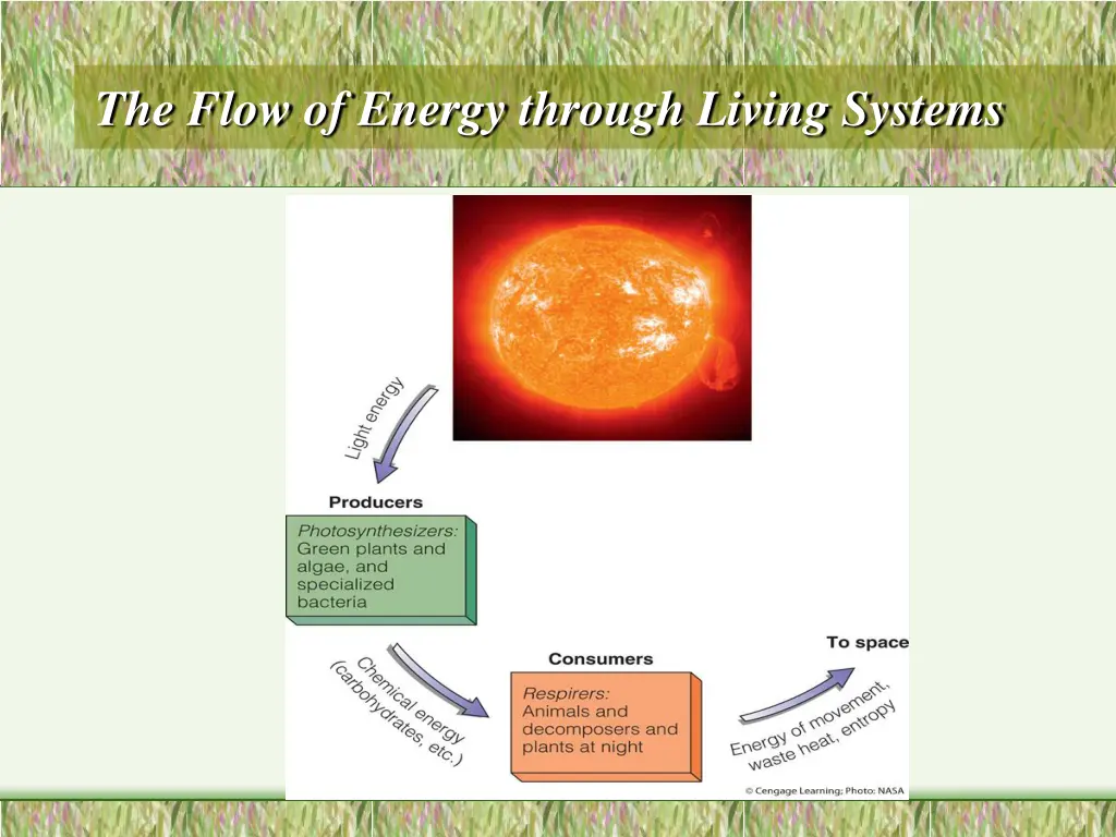 the flow of energy through living systems