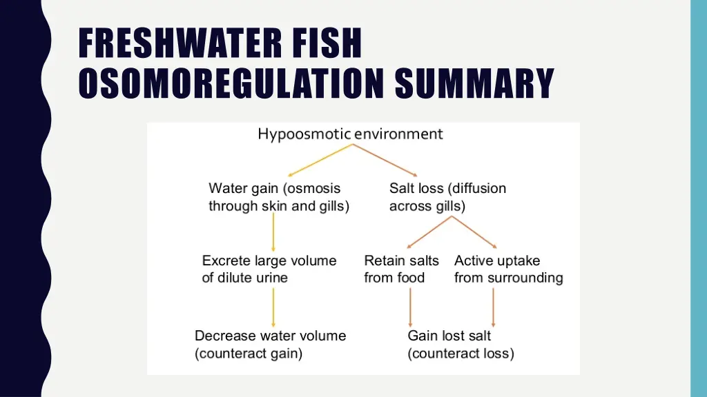 freshwater fish osomoregulation summary
