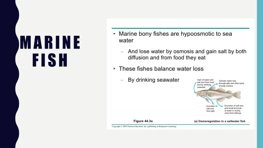 marine fish